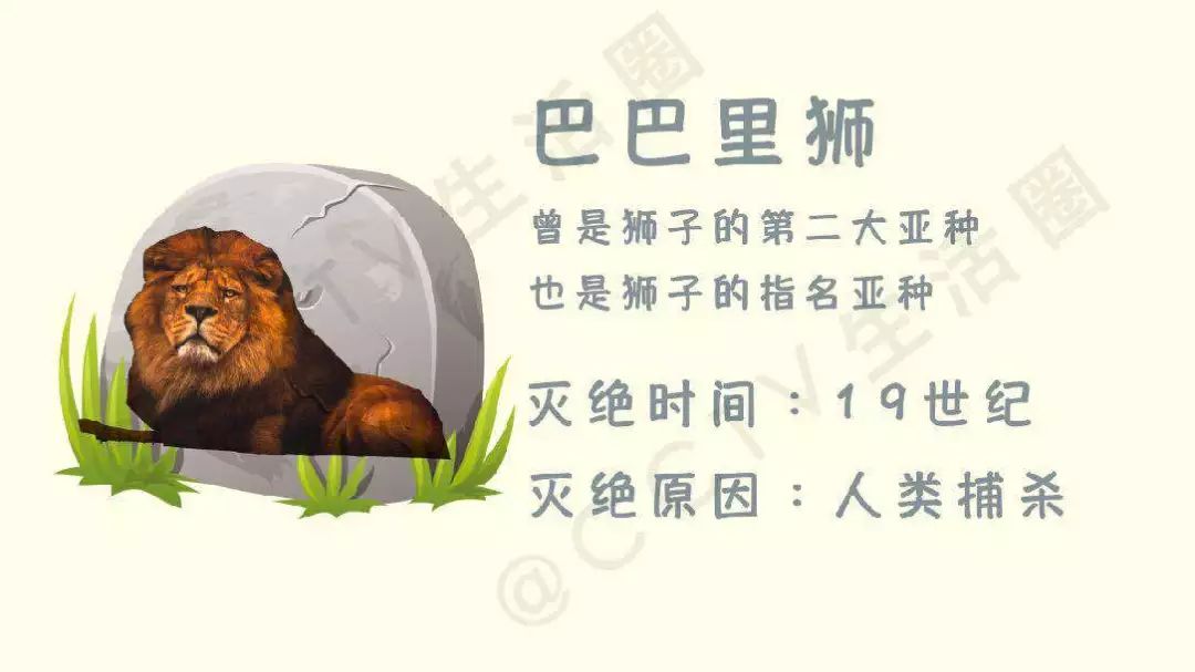 7777788888管家婆狗082期 16-25-29-32-45-47X：37,探索数字奥秘，揭秘管家婆狗彩票期号中的数字秘密